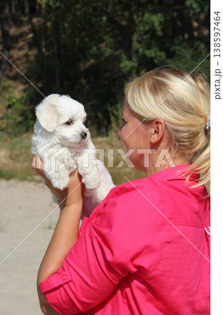 Woman holding cute Maltipoo dog in arms close-up. Maltese dog in female arms Woman holding cute Maltipoo dog in arms close-up. Maltese dog in female arms 138597464