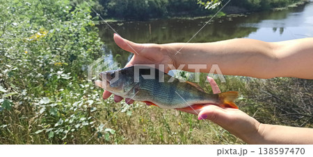 Big perch in the hands of fisherman. Successful catch. Perch fishing in summer 138597470
