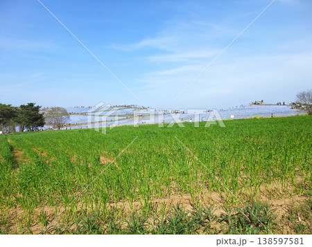 国営ひたち海浜公園　ネモフィラ　茨城県ひたちなか市馬渡 字大沼 138597581