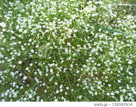 Stellaria graminea blooming on meadow. White flowers of common starwort Stellaria graminea blooming on meadow. White flowers of common starwort 138597614