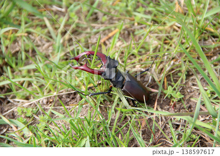 Stag beetle is climbing in green grass. Big insect with great horns Stag beetle is climbing in green grass. Big insect with great horns 138597617