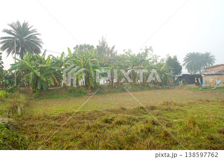 Lush green banana trees and palm groves in a misty rural village landscape Lush green banana trees and palm groves in a misty rural village landscape 138597762