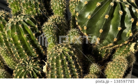 Close-up of various cacti showcasing unique textures. 138597785