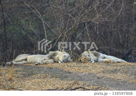 Male African Lions Male African Lions 138597808