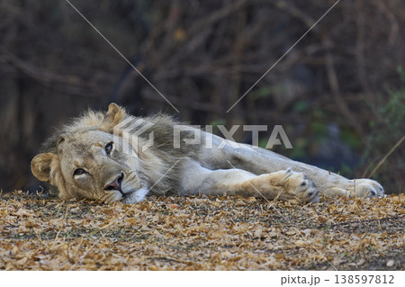 Male African Lions 138597812