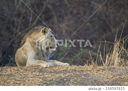 Male African Lions 138597815