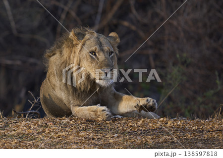 Male African Lions 138597818