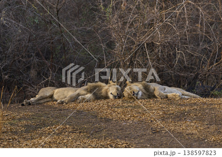 Male African Lions 138597823