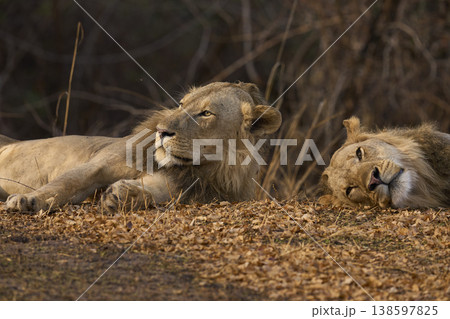 Male African Lions Male African Lions 138597825