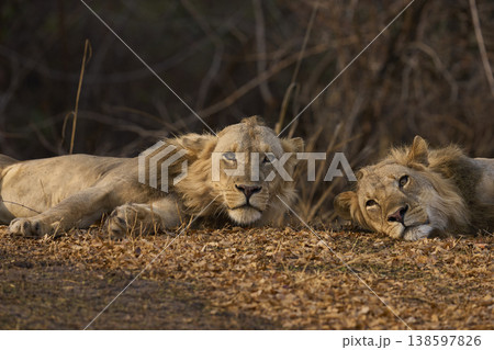 Male African Lions 138597826