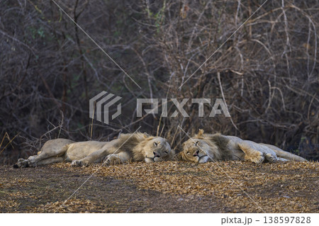 Male African Lions 138597828