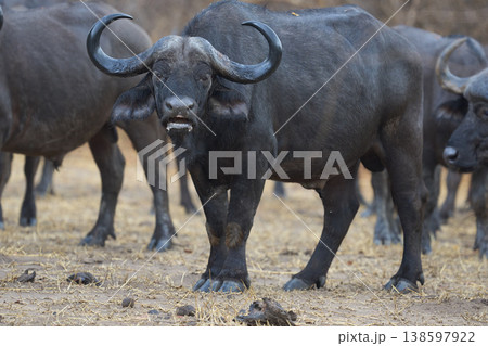 Large herd of African Buffalo in the rain Large herd of African Buffalo in the rain 138597922
