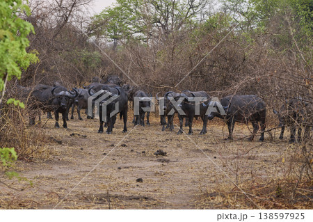 Large herd of African Buffalo in the rain Large herd of African Buffalo in the rain 138597925