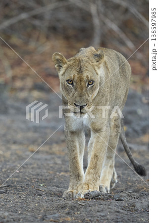 African Lion African Lion 138597985
