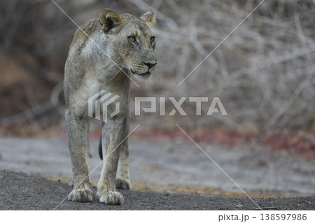African Lion African Lion 138597986