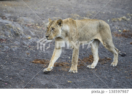 African Lion African Lion 138597987