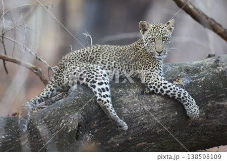 Leopard cub in a tree 138598109