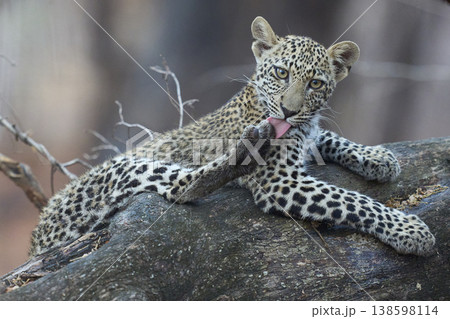 Leopard cub in a tree 138598114