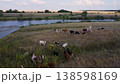 Drone Panorama: River, Hills, and a Grazing Herd of Cows. 138598169