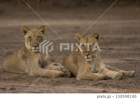 African Lion in South Luangwa National Park 138598180