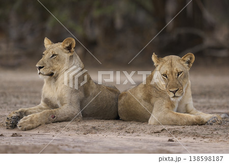 African Lion in South Luangwa National Park 138598187