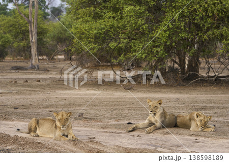 African Lion in South Luangwa National Park African Lion in South Luangwa National Park 138598189
