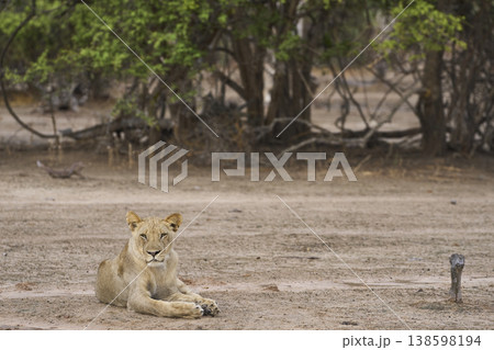 African Lion in South Luangwa National Park 138598194
