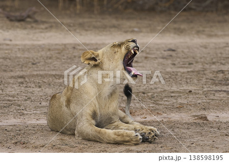 African Lion in South Luangwa National Park 138598195