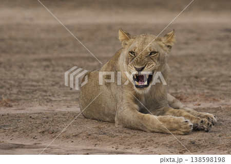 African Lion in South Luangwa National Park African Lion in South Luangwa National Park 138598198