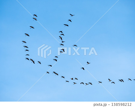 Flock of cranes 138598212