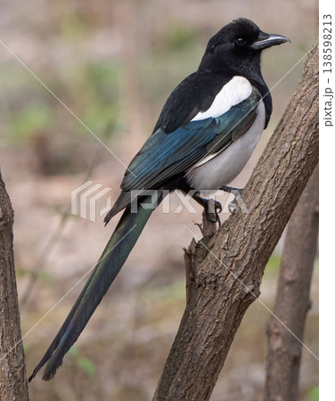 Magpie bird 138598213