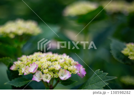 淡いピンクに色づく咲き始めの紫陽花 淡いピンクに色づく咲き始めの紫陽花 138598282