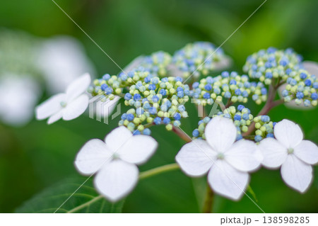 白い装飾花と青い蕾が美しい額紫陽花のクローズアップ 白い装飾花と青い蕾が美しい額紫陽花のクローズアップ 138598285