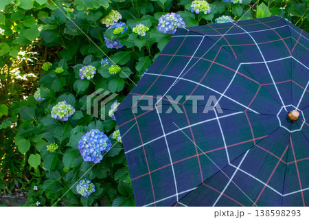 紫陽花と傘 梅雨の散歩風景 初夏のイメージ 138598293