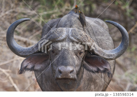 Large male African Buffalo 138598314