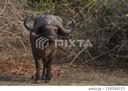 Large male African Buffalo 138598315