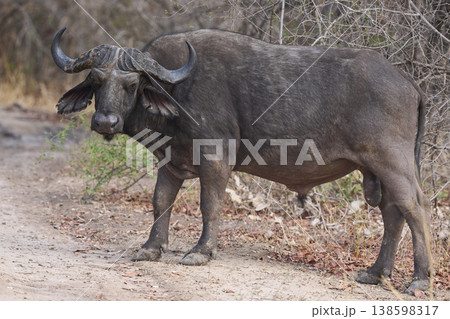 Large male African Buffalo Large male African Buffalo 138598317