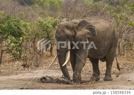 African Elephant spraying mud on itself African Elephant spraying mud on itself 138598334
