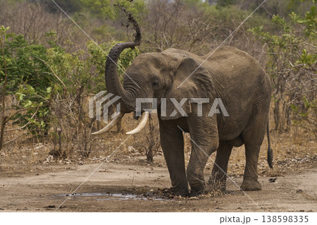 African Elephant spraying mud on itself African Elephant spraying mud on itself 138598335