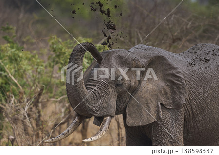 African Elephant spraying mud on itself 138598337