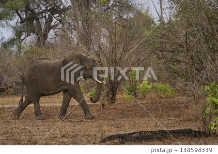 African Elephant in South Luangwa National Park African Elephant in South Luangwa National Park 138598339