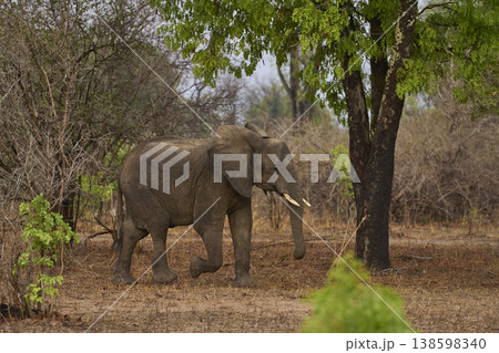 African Elephant in South Luangwa National Park 138598340