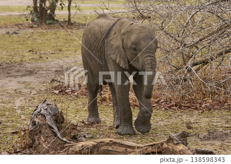 African Elephant in South Luangwa National Park 138598343