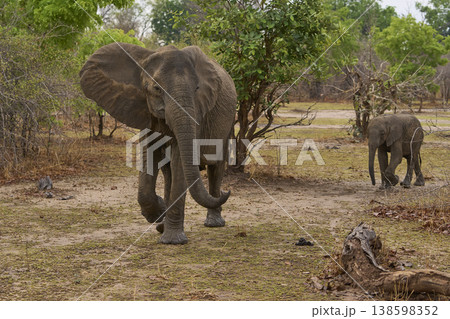 African Elephant with calf African Elephant with calf 138598352