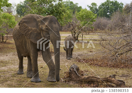 African Elephant with calf African Elephant with calf 138598353