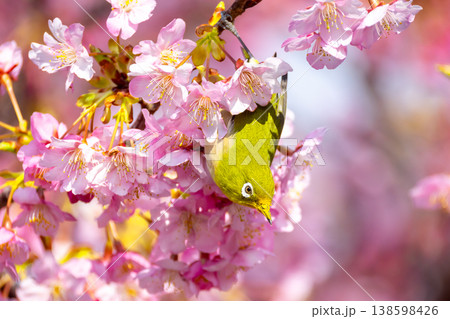 静岡県賀茂郡南伊豆町伊浜 夕日ヶ丘展望広場の早咲き河津桜のメジロ 静岡県賀茂郡南伊豆町伊浜 夕日ヶ丘展望広場の早咲き河津桜のメジロ 138598426