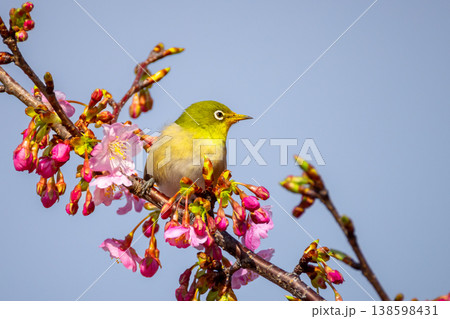 静岡県賀茂郡南伊豆町伊浜　夕日ヶ丘展望広場の早咲き河津桜のメジロ 138598431