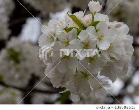 桜の花のある風景 桜の花のある風景 138598613
