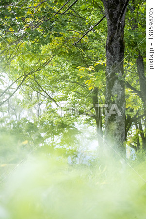 森の新緑・エコイメージ(蒜山高原) 森の新緑・エコイメージ(蒜山高原) 138598705