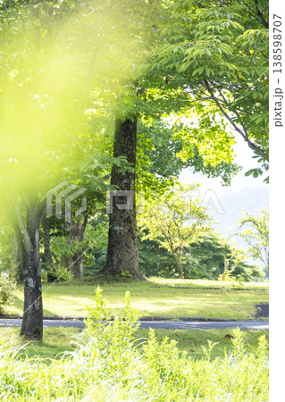 森の新緑・エコイメージ(蒜山高原) 森の新緑・エコイメージ(蒜山高原) 138598707